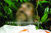 Depressed father commits suicide in Belthangady